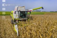 Maize harvest 260