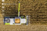Maize harvest 259