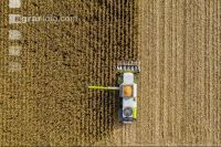 Maize harvest 258