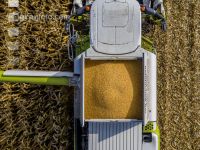 Maize harvest 257