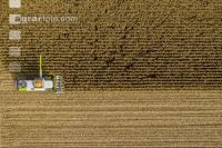 Maize harvest 256