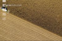 Maize harvest 255
