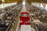Corn silage for bulls 6