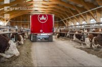 Corn silage for bulls 3