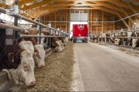 Corn silage for bulls 2