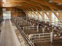Cattle fattening 91