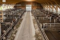 Cattle fattening 90