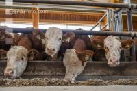 Cattle fattening 89