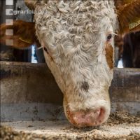 Cattle fattening 88