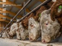 Cattle fattening 87