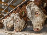Cattle fattening 86
