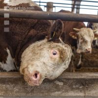 Cattle fattening 85