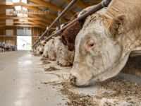 Cattle fattening 84