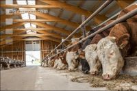 Cattle fattening 83