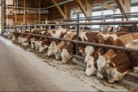Cattle fattening 82
