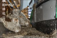 Feeding robot bulls 4