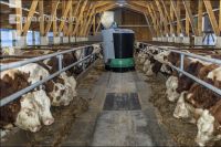 Feeding robot bulls 3