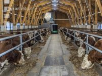 Feeding robot bulls 2