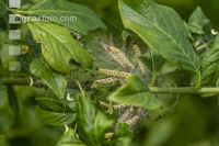 Ermine moths 5