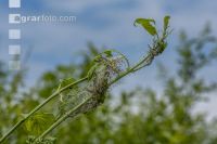Ermine moths 4