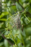 Ermine moths 3