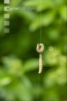 Ermine moths 2