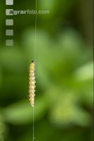 Ermine moths 1