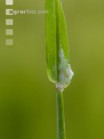 Cicada foam