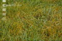 Yellow rust meadow #