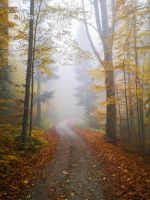 Nebel im Herbstwald 2