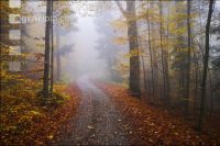 Nebel im Herbstwald 1