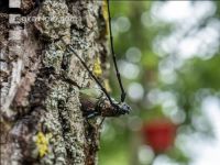 Musk beetle 2