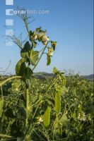 Erbse Blüte 5