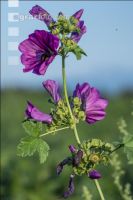 Mallow
