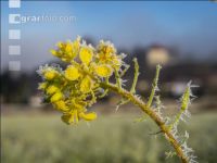 Zwischenfrucht Frost 9