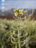 Zwischenfrucht Frost 8