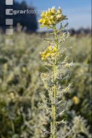 Zwischenfrucht Frost 5