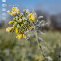 Zwischenfrucht Frost 4