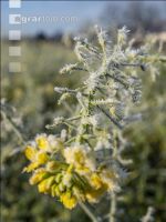 Zwischenfrucht Frost 3