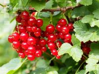 Johannisbeere rot 8