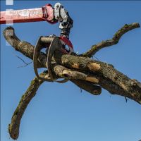 Ash pulpwood 3