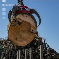 Ash pulpwood 2