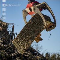 Ash pulpwood 1