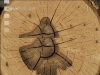 Ash pulpwood 13