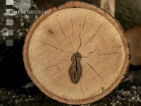 Ash pulpwood 12