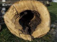 Ash pulpwood 10