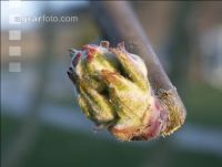 Birne Knospe