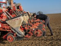 Beet seeding 140