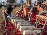 Beet seeding 137