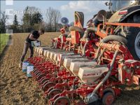 Beet seeding 136